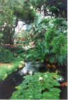 Koi_Pond_1.jpg (45651 bytes)